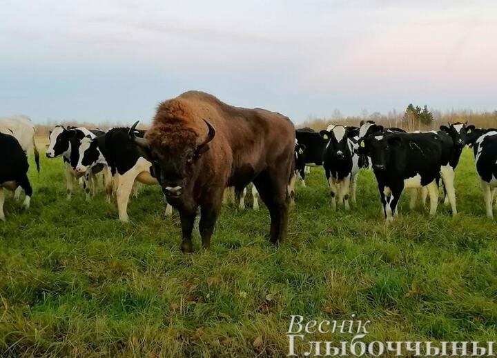 Фото: «Веснік Глыбоччыны»