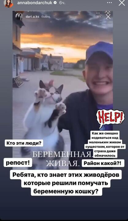 Скриншот из видео про кошку в Instagram