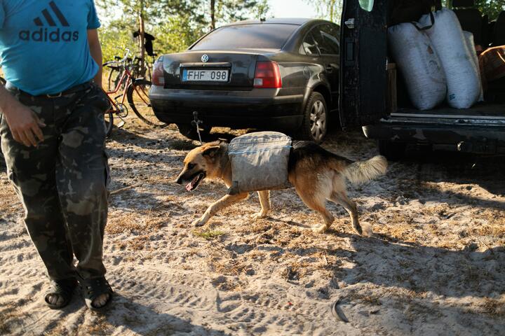 «Без Беларуси посдыхали бы». Как живут украинцы, которые собирают ягоды у нас на Ольманских болотах